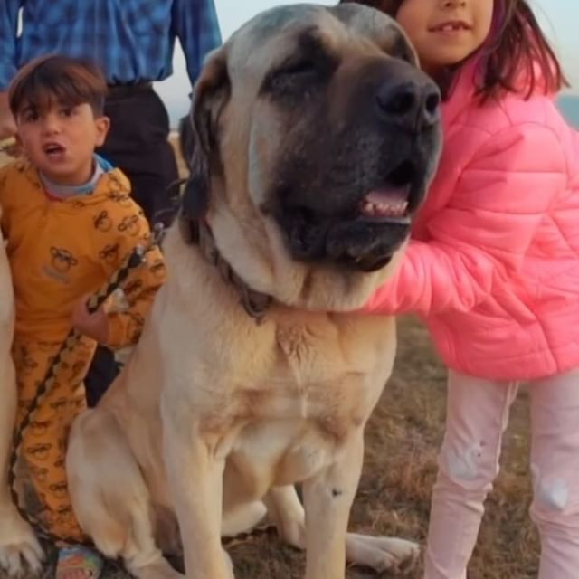 Anadolu Aslanı: Aksaray Malaklısı