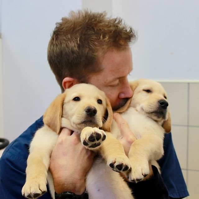 Guide Dogs UK'de Rehber Köpekler Eğitimi Etkinliği