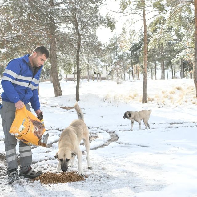 Aksaray Belediyesi Hayvanlara Destek Kampanyası Başlattı