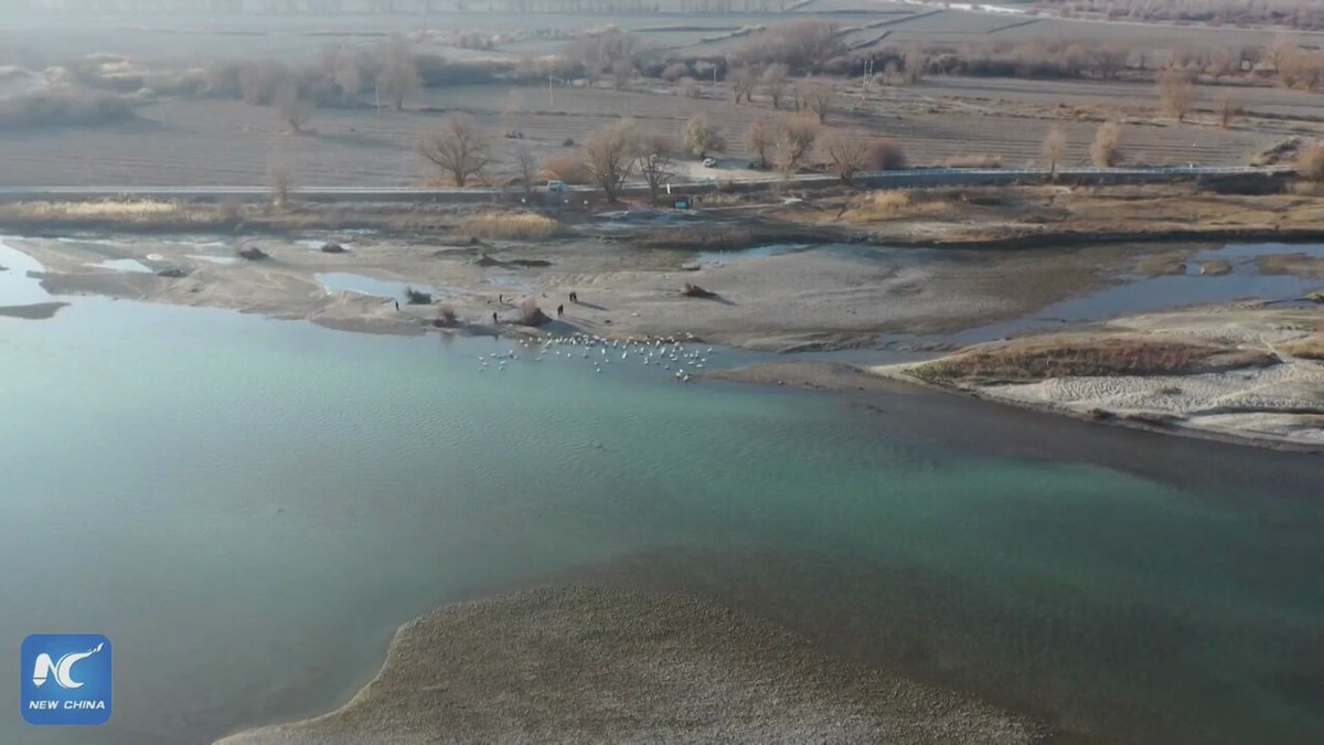 Xinjiang Uygur Özerk Bölgesi'nde Kuğular Geri Döndü