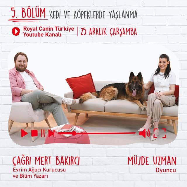 Yaşlı Evcil Hayvanların Bakımı