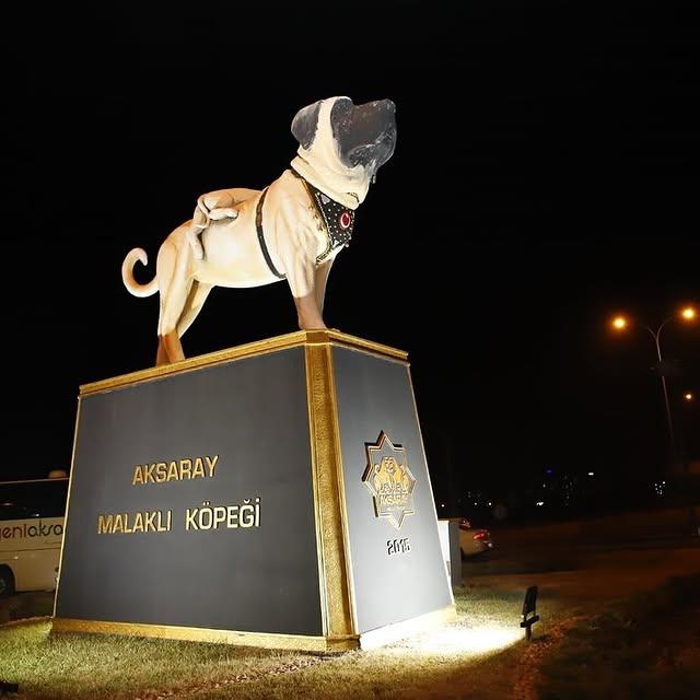 Aksaray Belediyesi, Aksaray Malaklısı Köpeklerini Tanıttı