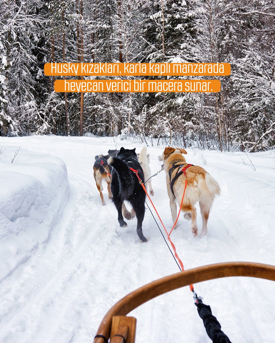 Finlandiya'nın Lapland Bölgesinde Yerinizi Ayırtın, En Uzun Geceyi Kuzey Işıklarıyla Karşılayın