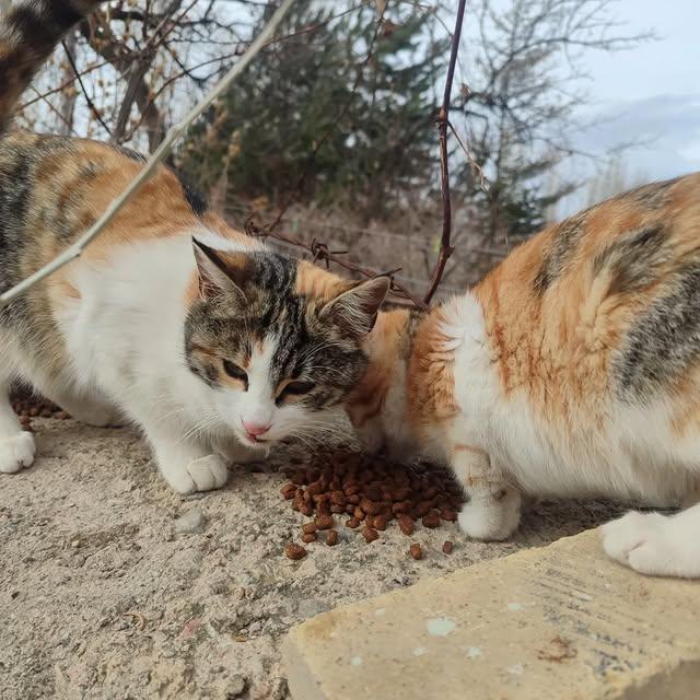 Bünyan'da Sokak Hayvanları İçin Mama Dağıtımı Yapıldı