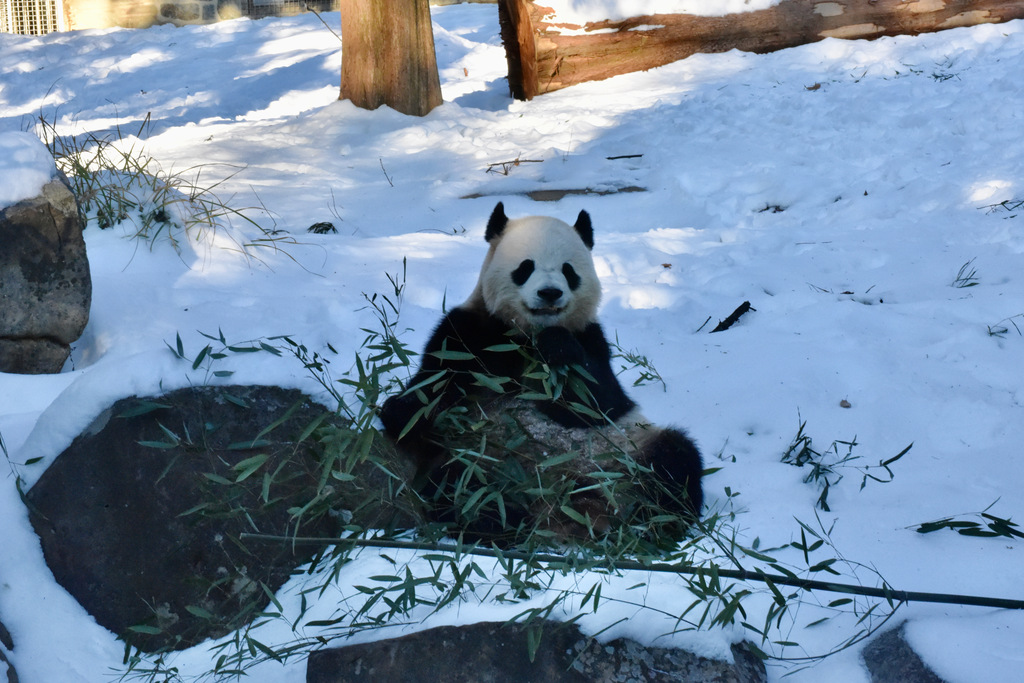 Smithsonian Ulusal Hayvanat Bahçesi'nde Dev Panda Çifti Tanıtılacak