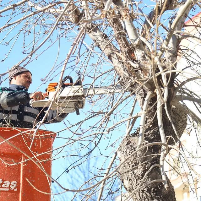 Aksaray Belediyesi Ağaçları Budama İle Destekliyor