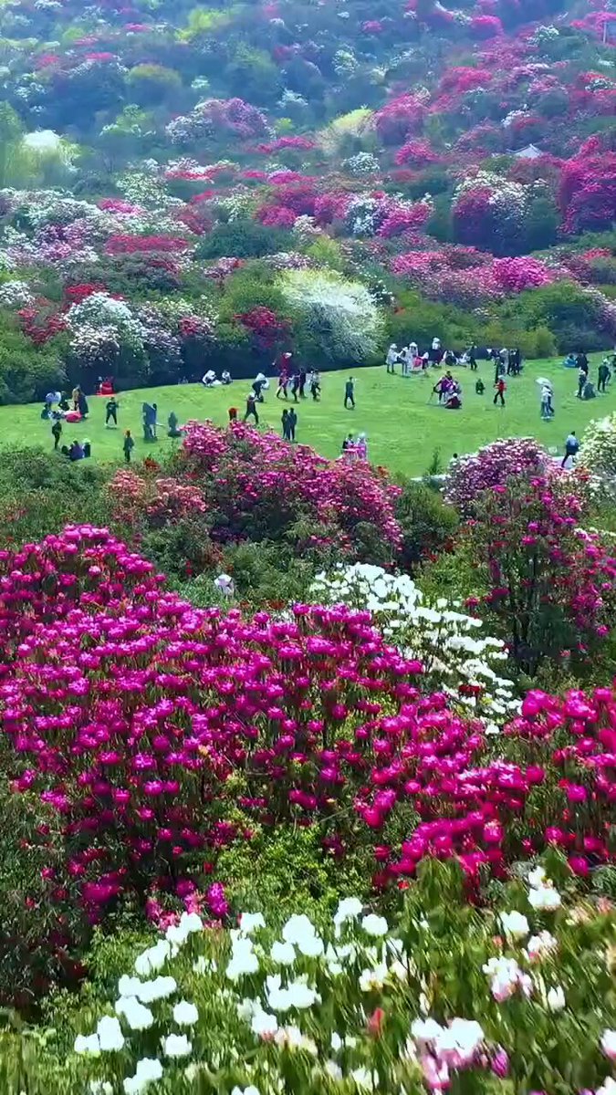 Ölümsüz Bahar: Dünyanın En Büyük Doğal Rhododendron Denizi Nasıl Keşfedilir