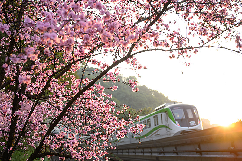 Chongqing'de Yeni Bahar: Monorail Treni ve Çiçeklenen Kırmızı Karpuz Gülü İlişkisi